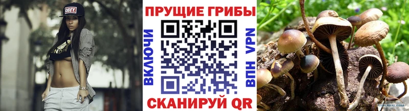 Псилоцибиновые грибы Psilocybe  магазин  наркотиков  Кашин 